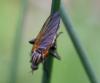 Empis tessellata